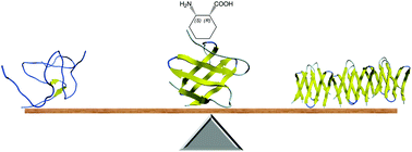 Graphical abstract: Peripheral cyclic β-amino acids balance the stability and edge-protection of β-sandwiches