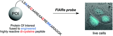 Graphical abstract: Rational design of a highly reactive dicysteine peptide tag for fluorogenic protein labelling
