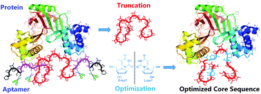 Graphical abstract: d-/l-Isothymidine incorporation in the core sequence of aptamer BC15 enhanced its binding affinity to the hnRNP A1 protein