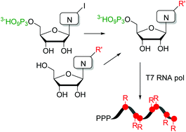 Graphical abstract: Enzymatic synthesis of base-modified RNA by T7 RNA polymerase. A systematic study and comparison of 5-substituted pyrimidine and 7-substituted 7-deazapurine nucleoside triphosphates as substrates