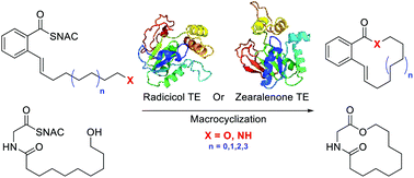 Graphical abstract: Chemoenzymatic macrocycle synthesis using resorcylic acid lactone thioesterase domains