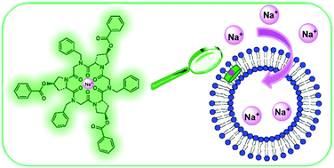 Graphical abstract: Tuning the biomimetic performances of 4-hydroxyproline-containing cyclic peptoids