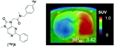 Graphical abstract: Synthesis of two novel [18F]fluorobenzene-containing radiotracers via spirocyclic iodonium ylides and positron emission tomography imaging of translocator protein (18 kDa) in ischemic brain