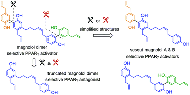 Graphical abstract: Magnolol dimer-derived fragments as PPARγ-selective probes