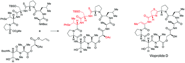 Graphical abstract: Synthesis of macrocyclic precursors of the vioprolides