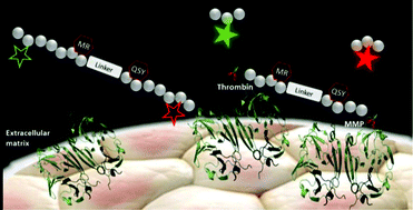 Graphical abstract: Bimodal fluorogenic sensing of matrix proteolytic signatures in lung cancer