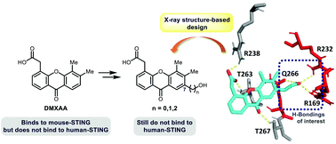 Graphical abstract: Design, synthesis, and biological evaluation of C7-functionalized DMXAA derivatives as potential human-STING agonists