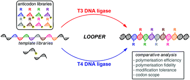 Graphical abstract: Efficiency and fidelity of T3 DNA ligase in ligase-catalysed oligonucleotide polymerisations