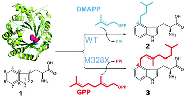 Graphical abstract: Structure-based protein engineering enables prenyl donor switching of a fungal aromatic prenyltransferase