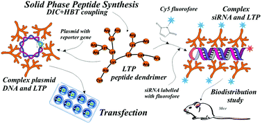 Graphical abstract: A novel peptide dendrimer LTP efficiently facilitates transfection of mammalian cells