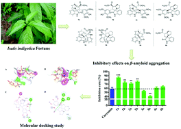 Graphical abstract: Bioactive spiropyrrolizidine oxindole alkaloid enantiomers from Isatis indigotica Fortune