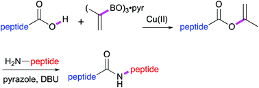 Graphical abstract: Stereoselective C-terminal peptide elongation from Chan–Lam–Evans reaction generated isopropenyl esters