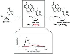 Graphical abstract: Preparation and characterization of pyrene modified uridine derivatives as potential electron donors in RNA