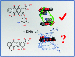 Graphical abstract: Investigations into the DNA-binding mode of doxorubicinone
