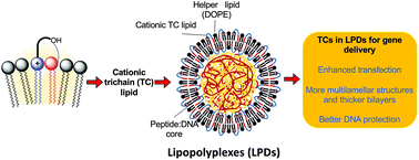 Graphical abstract: The discovery and enhanced properties of trichain lipids in lipopolyplex gene delivery systems