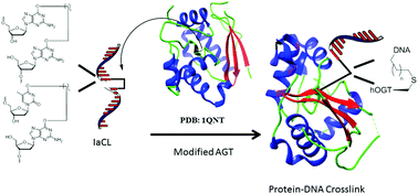 Graphical abstract: Covalent capture of OGT's active site using engineered human-E. coli chimera and intrastrand DNA cross-links