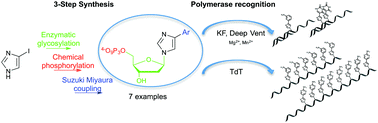 Graphical abstract: 2′-Deoxyribonucleoside 5′-triphosphates bearing 4-phenyl and 4-pyrimidinyl imidazoles as DNA polymerase substrates