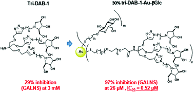 Graphical abstract: Multimerization of DAB-1 onto Au GNPs affords new potent and selective N-acetylgalactosamine-6-sulfatase (GALNS) inhibitors