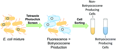 Graphical abstract: High-throughput screen for sorting cells capable of producing the biofuel feedstock botryococcene