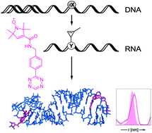 Graphical abstract: Posttranscriptional spin labeling of RNA by tetrazine-based cycloaddition