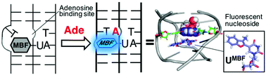 Graphical abstract: DNA triplex-based fluorescence turn-on sensors for adenosine using a fluorescent molecular rotor 5-(3-methylbenzofuran-2-yl) deoxyuridine