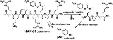 Graphical abstract: HAP-01, the first chromogenic substrate for Aspergillus oryzae acid protease