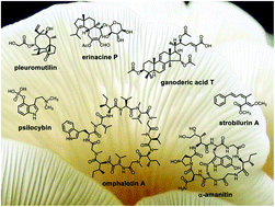 Graphical abstract: Biosynthesis of bioactive natural products from Basidiomycota
