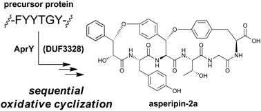 Graphical abstract: Heterologous production of asperipin-2a: proposal for sequential oxidative macrocyclization by a fungi-specific DUF3328 oxidase