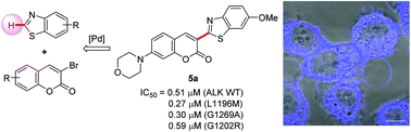 Graphical abstract: Discovery of fluorescent 3-heteroarylcoumarin derivatives as novel inhibitors of anaplastic lymphoma kinase