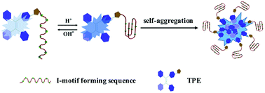 Graphical abstract: A pH responsive fluorescent probe based on dye modified i-motif nucleic acids