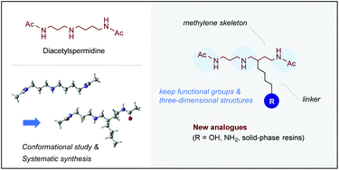 Graphical abstract: Design and synthesis of N1,N8-diacetylspermidine analogues having a linker with desired functional groups