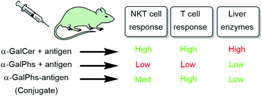 Graphical abstract: Enhancing T cell responses and tumour immunity by vaccination with peptides conjugated to a weak NKT cell agonist