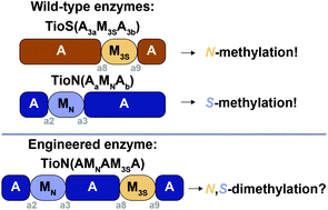 Graphical abstract: Probing the limits of interrupted adenylation domains by engineering a trifunctional enzyme capable of adenylation, N-, and S-methylation