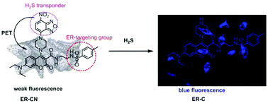 Graphical abstract: An endoplasmic reticulum-targetable fluorescent probe for highly selective detection of hydrogen sulfide