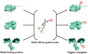 Graphical abstract: Imidazole carbamate probes for affinity guided azide-transfer to metal-binding proteins