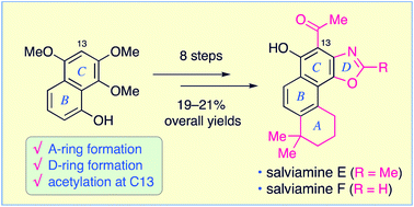 Graphical abstract: A novel approach to oxazole-containing diterpenoid synthesis from plant roots: salviamines E and F