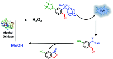 Graphical abstract: Chemiluminescence molecular probe with a linear chain reaction amplification mechanism