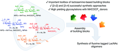 Graphical abstract: Synthesis of lactosamine-based building blocks on a practical scale and investigations of their assembly for the preparation of 19F-labelled LacNAc oligomers