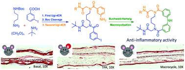 Graphical abstract: Synthesis of diphenylamine macrocycles and their anti-inflammatory effects
