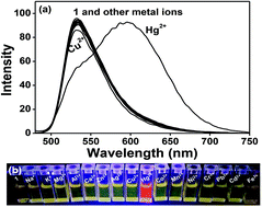 Graphical abstract: Selective red-emission detection for mercuric ions in aqueous solution and cells using a fluorescent probe based on an unnatural peptide receptor