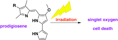 Graphical abstract: Photo-induced anticancer activity and singlet oxygen production of prodigiosenes