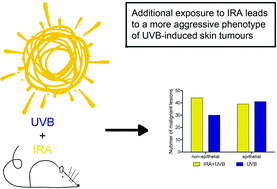 Graphical abstract: Impact of infrared radiation on UVB-induced skin tumourigenesis in wild type C57BL/6 mice