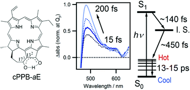 Graphical abstract: Ultrafast excited state dynamics of nonfluorescent cyclopheophorbide-a enol, a catabolite of chlorophyll-a detoxified in algae-feeding aquatic microbes