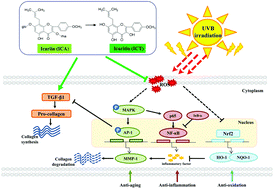 Graphical abstract: Icariin and icaritin recover UVB-induced photoaging by stimulating Nrf2/ARE and reducing AP-1 and NF-κB signaling pathways: a comparative study on UVB-irradiated human keratinocytes