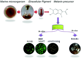 Graphical abstract: Pre-treatment of extracellular water soluble pigmented secondary metabolites of marine imperfect fungus protects HDF cells from UVB induced oxidative stress