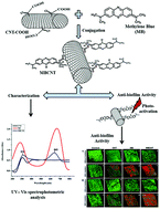 Graphical abstract: Synthesis and antimicrobial photodynamic effect of methylene blue conjugated carbon nanotubes on E. coli and S. aureus