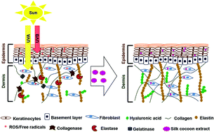 Graphical abstract: Inhibitory role of silk cocoon extract against elastase, hyaluronidase and UV radiation-induced matrix metalloproteinase expression in human dermal fibroblasts and keratinocytes