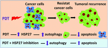 Graphical abstract: Heat shock protein 27 modulates autophagy and promotes cell survival after photodynamic therapy