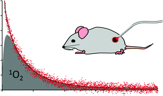 Graphical abstract: Singlet oxygen phosphorescence detection in vivo identifies PDT-induced anoxia in solid tumors