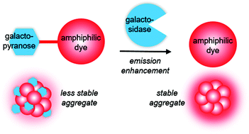 Graphical abstract: Amphiphilic triphenylamine–benzothiadiazole dyes: preparation, fluorescence and aggregation behavior, and enzyme fluorescence detection